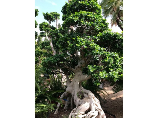 Ficus microcarpa 5