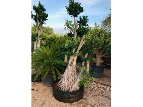 Ficus microcarpa 420