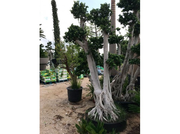Ficus microcarpa 422