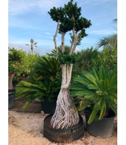 Ficus microcarpa 604