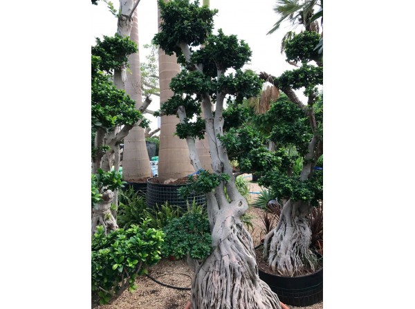 Ficus microcarpa 609