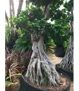 Ficus microcarpa 615