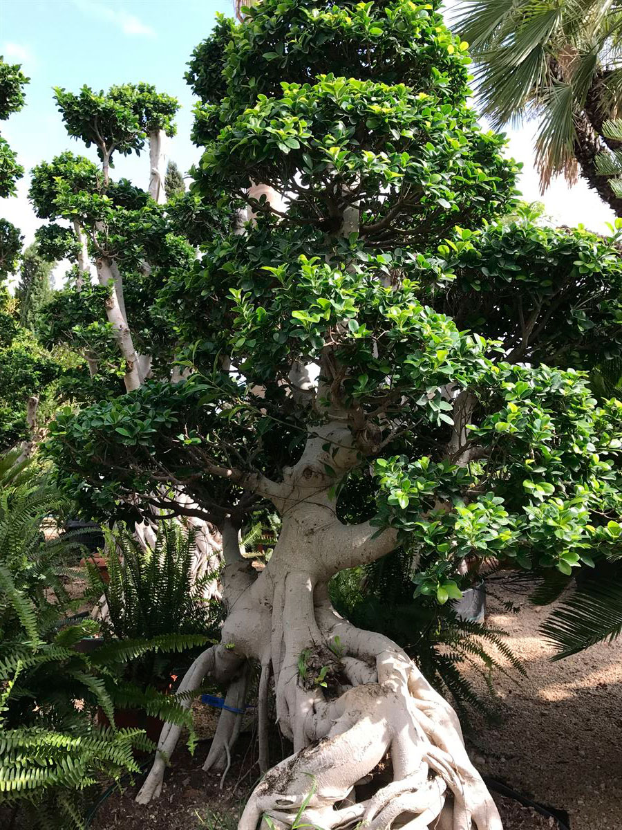Ficus microcarpa 2 metros - 2,50 metros - Ficus bonsai online